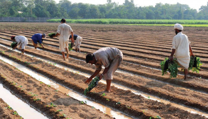 gross domestic product agriculture s share drops from 60 to 22