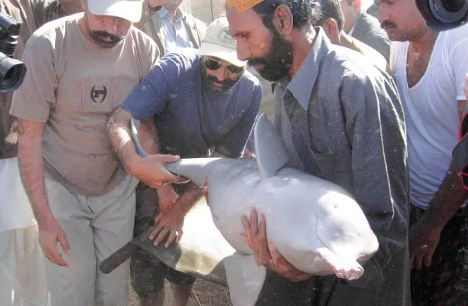 flipper trap third dolphin found trapped in guddu barrage gate flipper trap third dolphin found trapped in guddu barrage gate