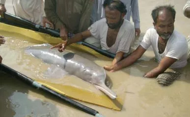 indus river two dolphins and a turtle found stuck in barrage gates indus river two dolphins and a turtle found stuck in barrage gates
