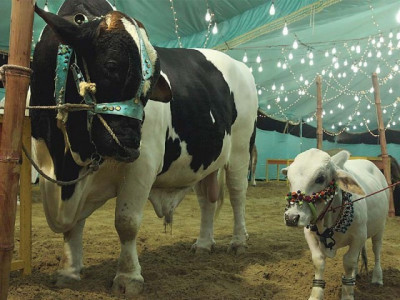 four day eidul azha holidays declared by government