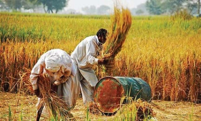 cutting out the middleman global food giant to buy pakistani rice directly from the paddy cutting out the middleman global food giant to buy pakistani rice directly from the paddy
