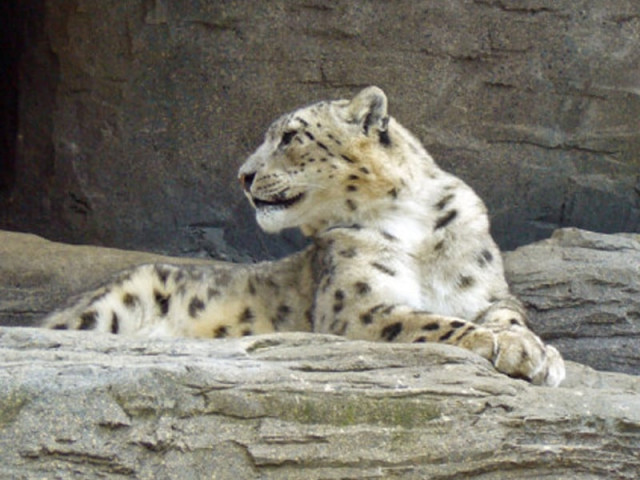 leopard kills livestock in haripur leopard kills livestock in haripur