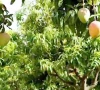 mango faces setback as climate change hits crop