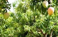 mango faces setback as climate change hits crop