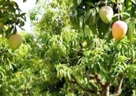 mango faces setback as climate change hits crop