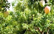 mango faces setback as climate change hits crop mango faces setback as climate change hits crop
