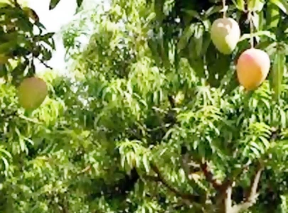 mango faces setback as climate change hits crop mango faces setback as climate change hits crop