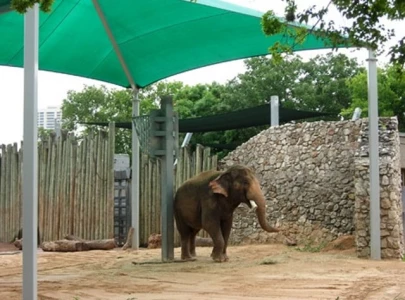 water shade for zoo animals ordered