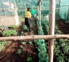 public schools to grow vegetables public schools to grow vegetables
