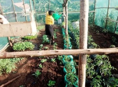 public schools to grow vegetables