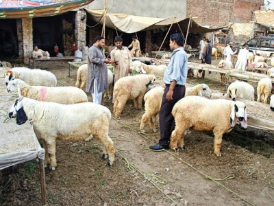 cattle markets thrive as eid approaches cattle markets thrive as eid approaches