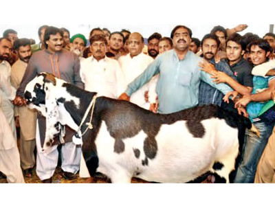 got your goat more than just a piece of meat got your goat more than just a piece of meat