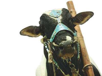 porous borders cattle smuggling from balochistan spikes