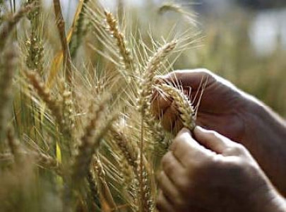 subsidising agriculture for most farmers support price mechanism fails to deliver