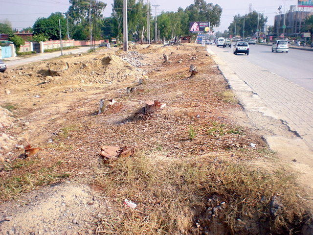 old and dispensable trees on peshawar road fall victim to lack of planning