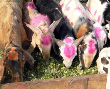 70 sacrificial goats killed many injured in accident 70 sacrificial goats killed many injured in accident