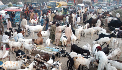 cattle markets spring to life amid soaring prices cattle markets spring to life amid soaring prices