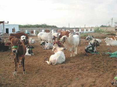 e bakra e bakra