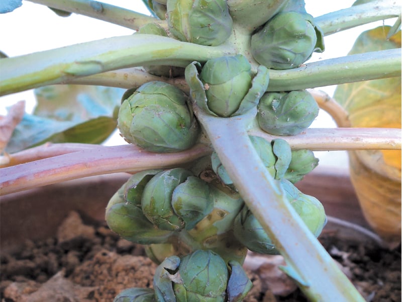 brussels sprouts best buds