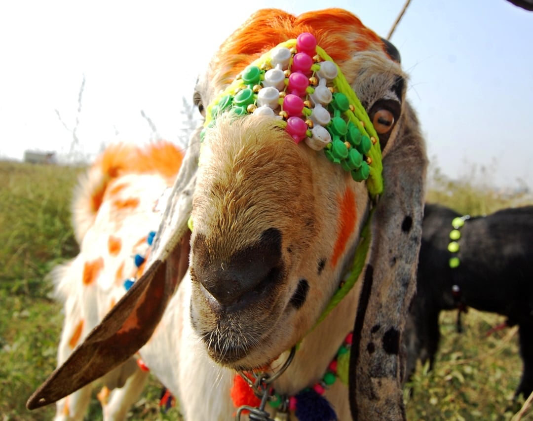 10 things i hate about bakra eid