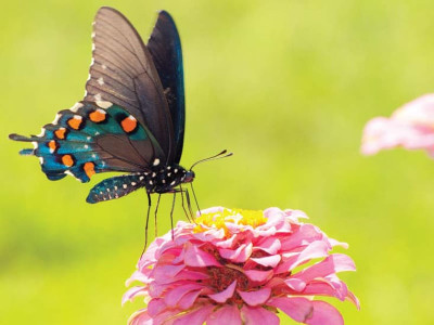 biomimicry why the secret of technological innovation lies in nature s engineering