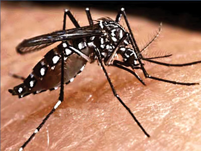 dengue defenses who will step forward and take charge