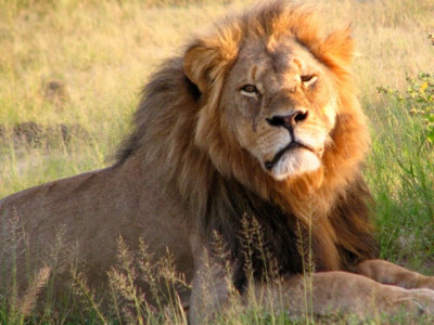five ways dr palmer can even the score after murdering cecil the lion