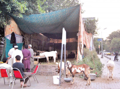 illegal cattle stall at stone s throw from cda office