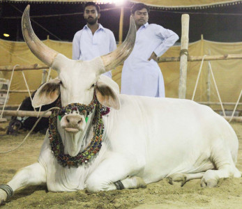 cattle market no vaccination for animals in city s markets