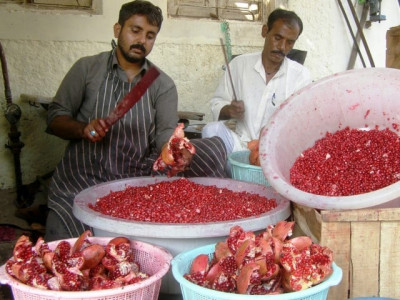 winter fruit pomegranate supplies from afghanistan fall winter fruit pomegranate supplies from afghanistan fall