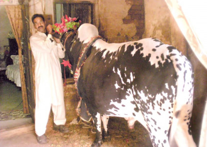 unrequited respect sonu the bull meant only for nawaz s palate