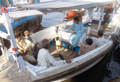 other side of the sea animals at bhitt island have their first and last boat ride
