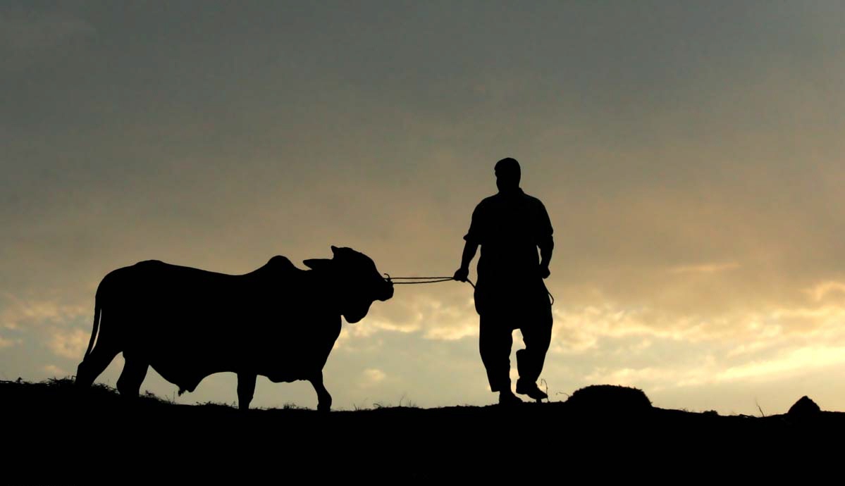 faithful find cows easier on pockets