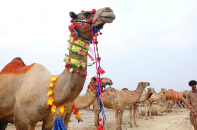 punjab government s ban on collecting hides displeases mqm