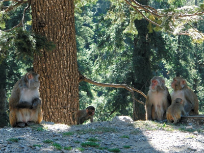 up north and personal monkey business up north and personal monkey business