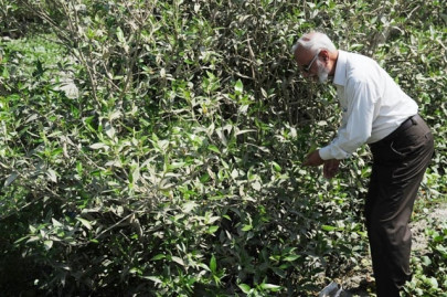 eco warrior father of mangroves fights deforestation