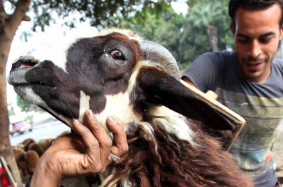 more animals slaughtered in twin cities this eid