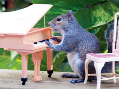 offbeat squirrels pose for peanuts