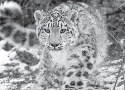 leopard kills 8 year old boy