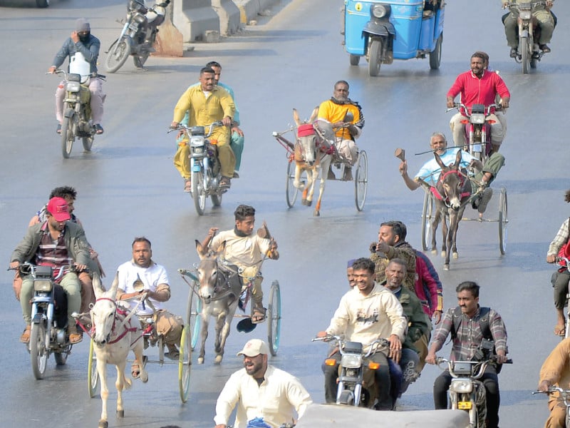 shacking cans full of stones to scare the donkeys to run faster jockeys also find support from their friends on bikes yelling at the animals in a govt sponsored donkey cart race on wednesday photo ppi