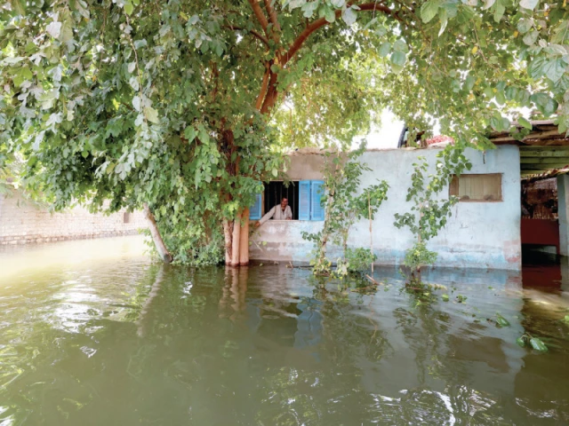 a man looks from his flooded house in dalhamo village near the delta city of ashmoun in menoufia governorate egypt photo reuters
