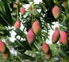 scientific orchard management urged to boost mango yield