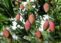 scientific orchard management urged to boost mango yield