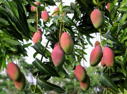 scientific orchard management urged to boost mango yield