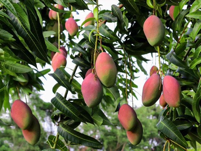 Experts urge scientific orchard care to improve mango yield, quality