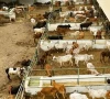 qurbani tax sparks uproar at bhatta market qurbani tax sparks uproar at bhatta market