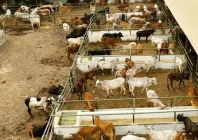 qurbani tax sparks uproar at bhatta market
