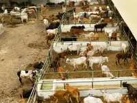 qurbani tax sparks uproar at bhatta market