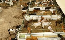 qurbani tax sparks uproar at bhatta market