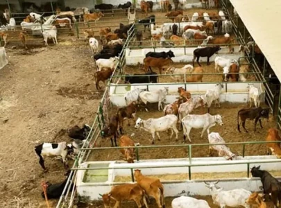 qurbani tax sparks uproar at bhatta market